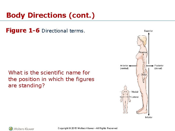 Body Directions (cont. ) Figure 1 -6 Directional terms. What is the scientific name