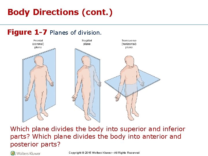 Body Directions (cont. ) Figure 1 -7 Planes of division. Which plane divides the