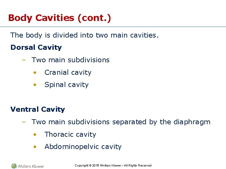 Body Cavities (cont. ) The body is divided into two main cavities. Dorsal Cavity