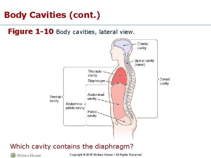 Body Cavities (cont. ) Figure 1 -10 Body cavities, lateral view. Replace with Fig