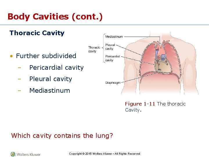 Body Cavities (cont. ) Thoracic Cavity • Further subdivided – Pericardial cavity – Pleural