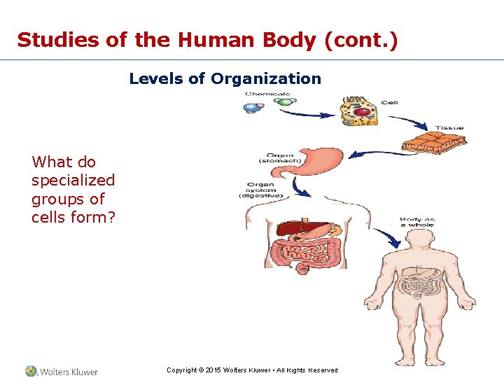 Studies of the Human Body (cont. ) Levels of Organization What do specialized groups