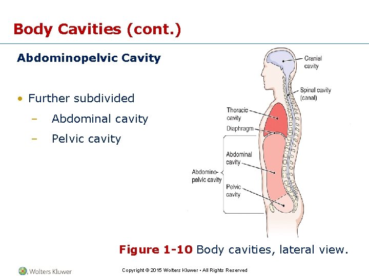 Body Cavities (cont. ) Abdominopelvic Cavity • Further subdivided – Abdominal cavity – Pelvic