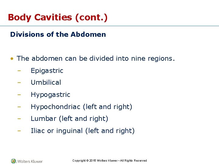 Body Cavities (cont. ) Divisions of the Abdomen • The abdomen can be divided