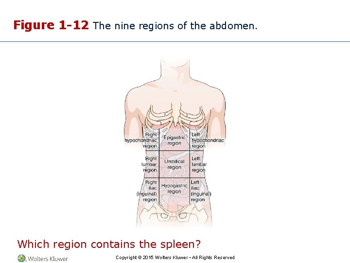 Figure 1 -12 The nine regions of the abdomen. Which region contains the spleen?