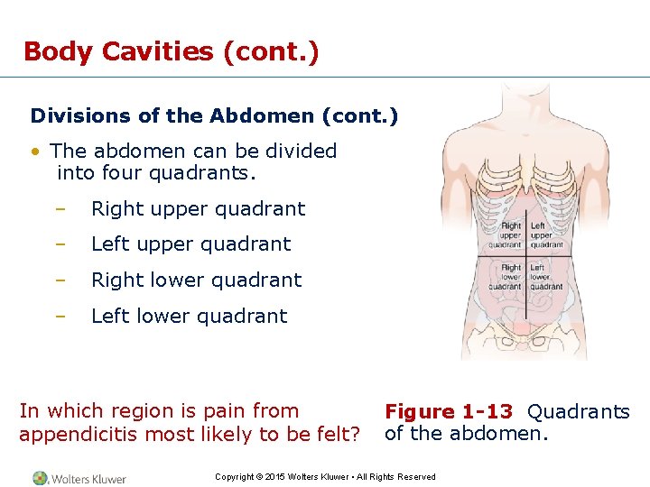 Body Cavities (cont. ) Divisions of the Abdomen (cont. ) • The abdomen can