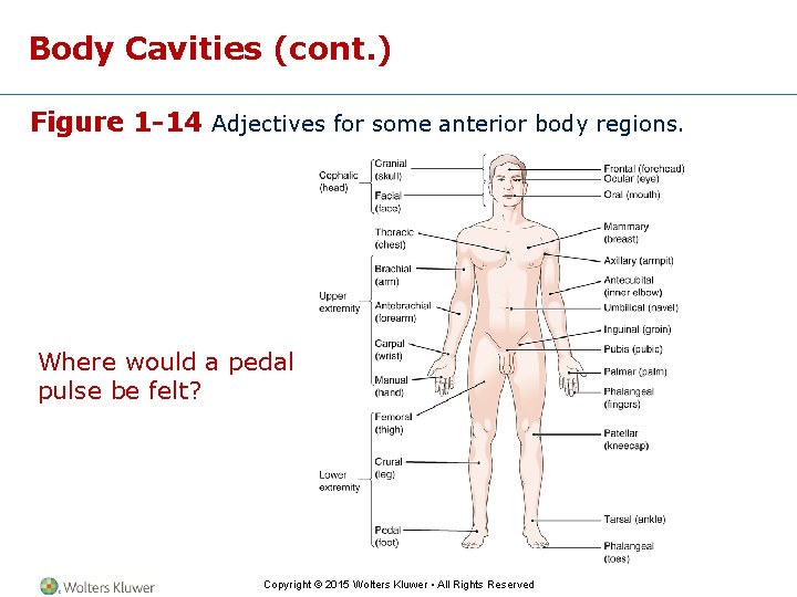 Body Cavities (cont. ) Figure 1 -14 Adjectives for some anterior body regions. Where