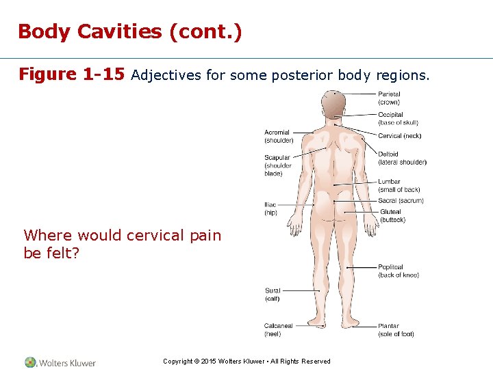 Body Cavities (cont. ) Figure 1 -15 Adjectives for some posterior body regions. Where