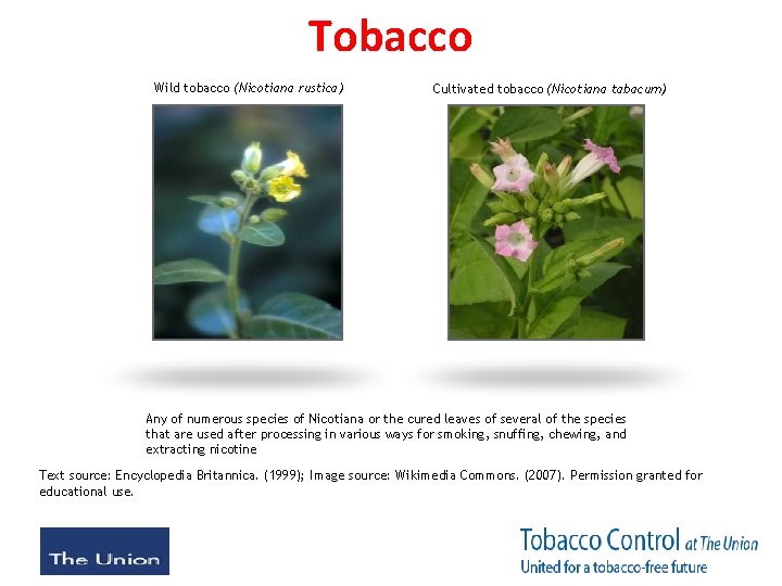 Tobacco Wild tobacco (Nicotiana rustica) Cultivated tobacco (Nicotiana tabacum) Any of numerous species of