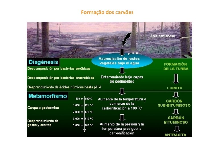 Formação dos carvões 