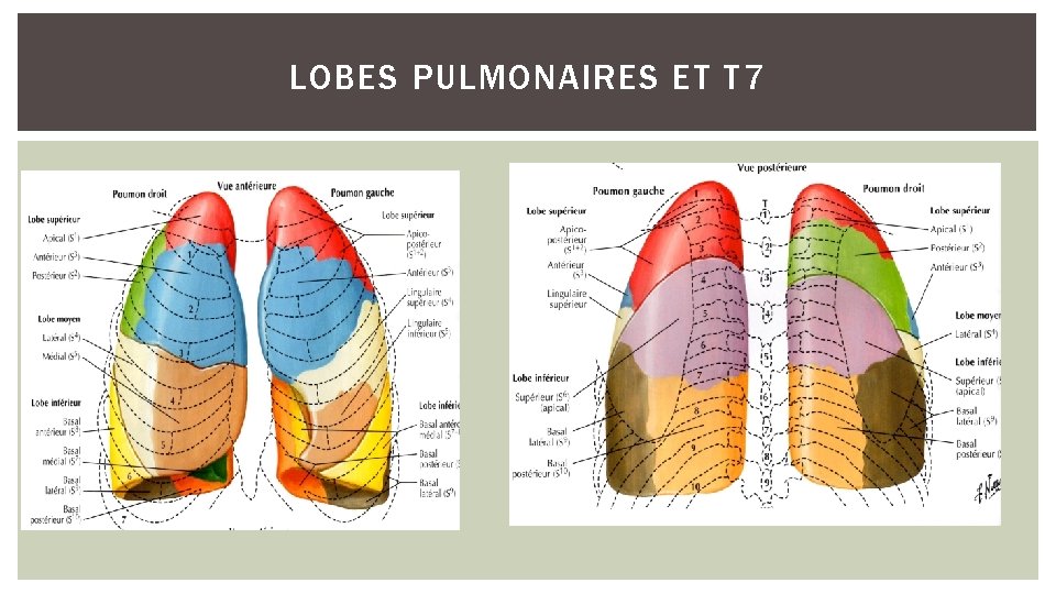 LOBES PULMONAIRES ET T 7 