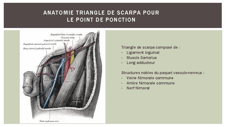 ANATOMIE TRIANGLE DE SCARPA POUR LE POINT DE PONCTION Triangle de scarpa composé de