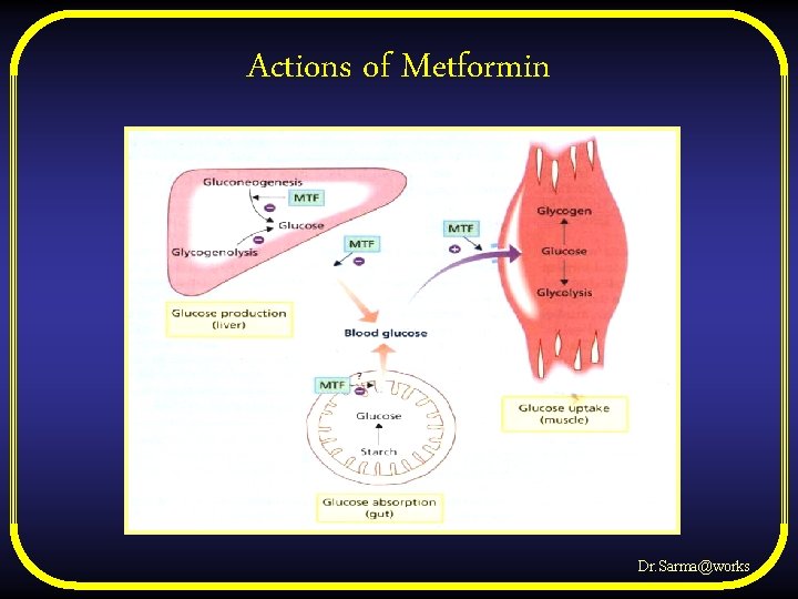 Actions of Metformin Dr. Sarma@works 