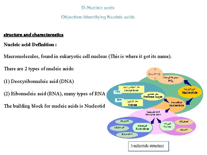 structure and charecterestics Nucleic acid Definition : Macromolecules, found in eukaryotic cell nucleus (This