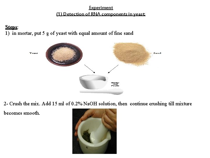 Experiment (1) Detection of RNA components in yeast: Steps: 1) in mortar, put 5