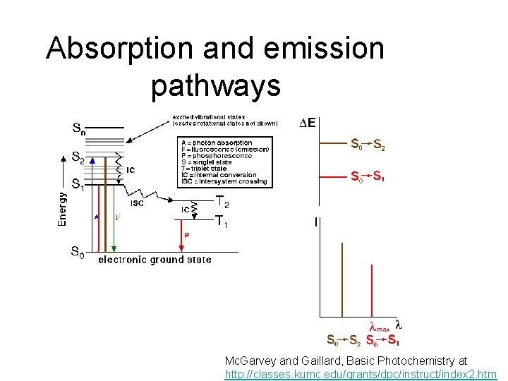 Absorption and emission pathways Mc. Garvey and Gaillard, Basic Photochemistry at http: //classes. kumc.