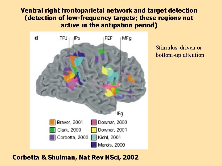 Ventral right frontoparietal network and target detection (detection of low-frequency targets; these regions not