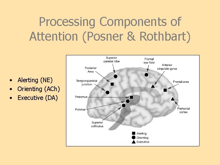 Processing Components of Attention (Posner & Rothbart) • Alerting (NE) • Orienting (ACh) •