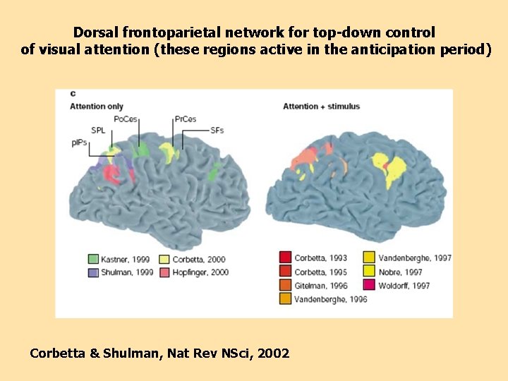 Dorsal frontoparietal network for top-down control of visual attention (these regions active in the
