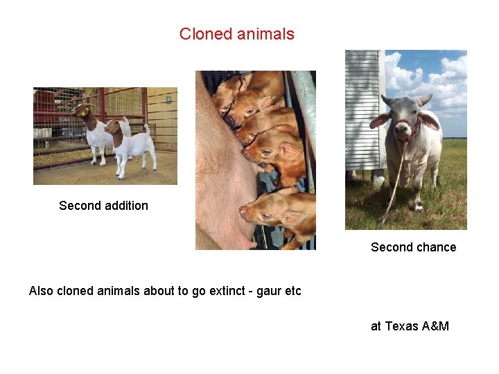 Cloned animals Second addition Second chance Also cloned animals about to go extinct -