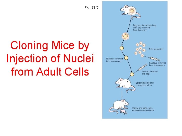 Fig. 13. 5 Cloning Mice by Injection of Nuclei from Adult Cells 