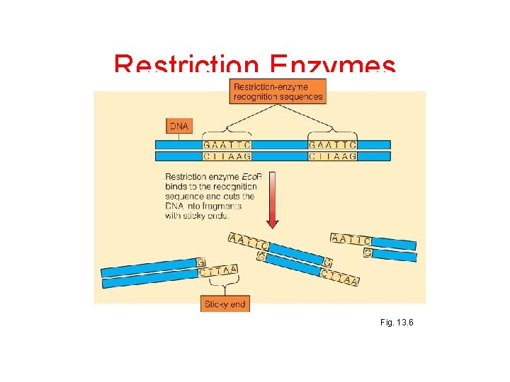 Restriction Enzymes Fig. 13. 6 