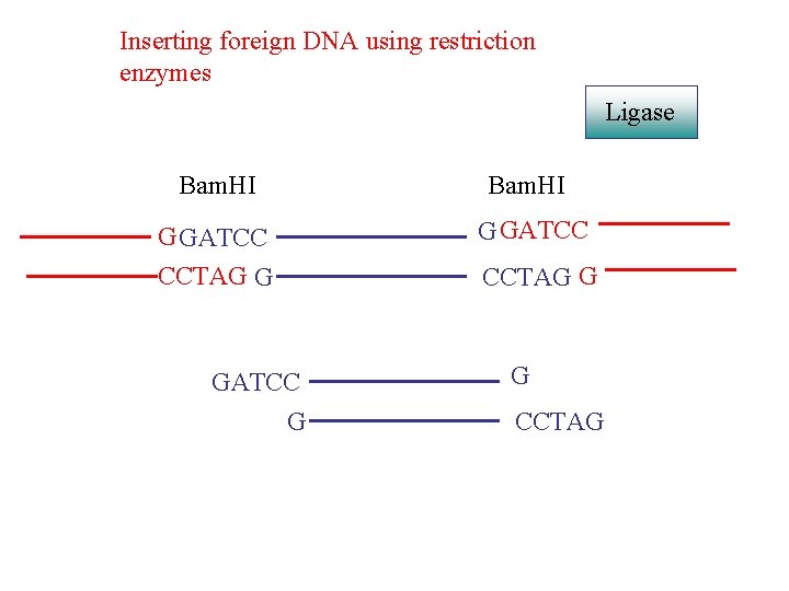 Inserting foreign DNA using restriction enzymes Ligase Bam. HI G GATCC CCTAG G GATCC