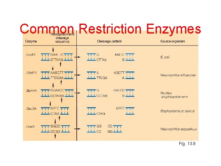 Common Restriction Enzymes Fig. 13. 8 