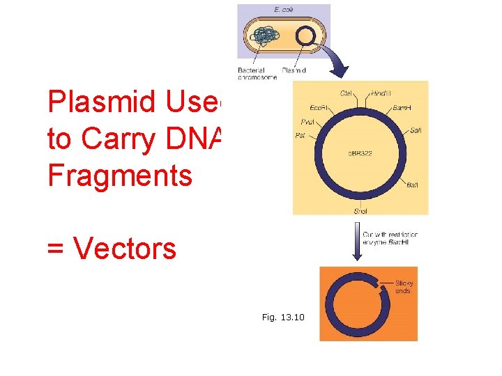 Plasmid Used to Carry DNA Fragments = Vectors Fig. 13. 10 