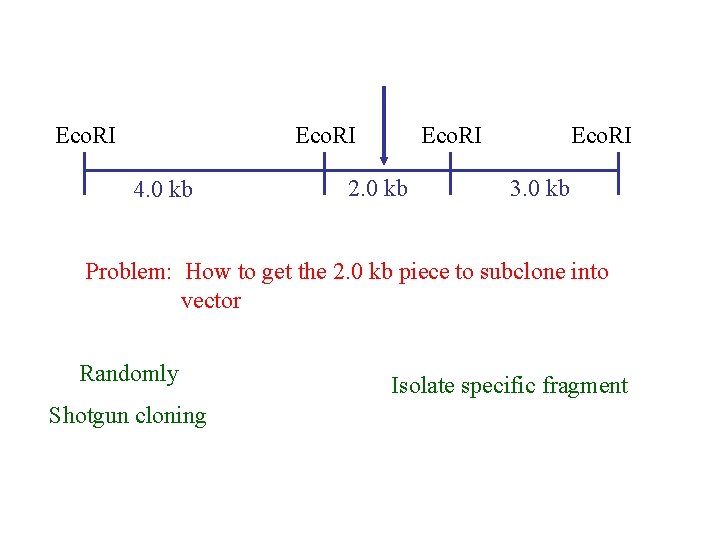 Eco. RI 4. 0 kb Eco. RI 2. 0 kb Eco. RI 3. 0