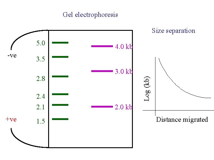 Gel electrophoresis Size separation 5. 0 3. 5 2. 8 2. 4 2. 1