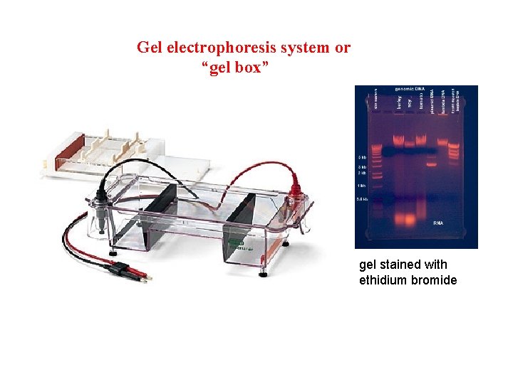 Gel electrophoresis system or “gel box” gel stained with ethidium bromide 