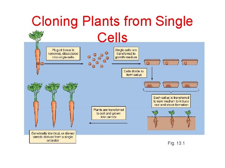 Cloning Plants from Single Cells Fig. 13. 1 