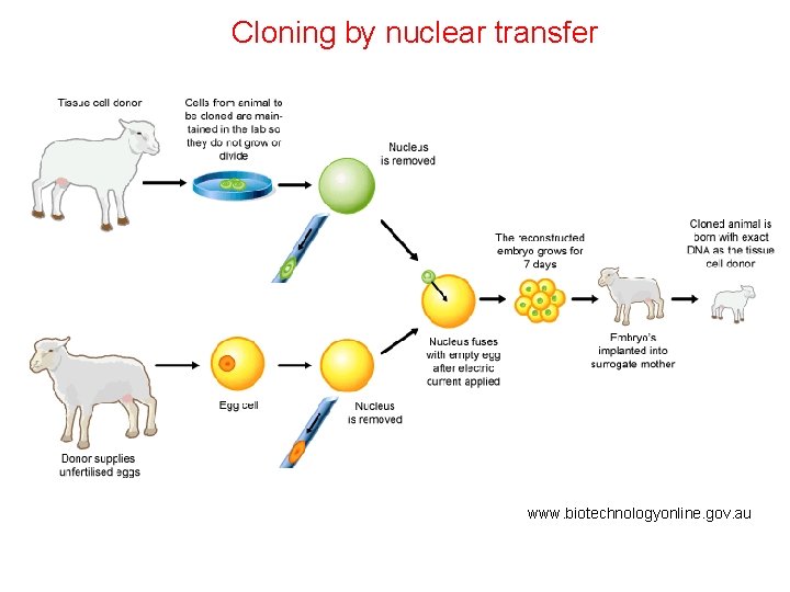 Cloning by nuclear transfer www. biotechnologyonline. gov. au 