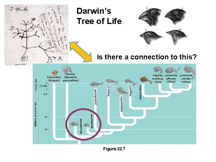 Darwin’s Tree of Life Sirenia Hyracoidea (Manatees (Hyraxes) and relatives) Figure 22. 7 Mammuthus