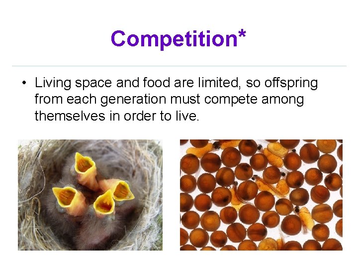 Competition* • Living space and food are limited, so offspring from each generation must