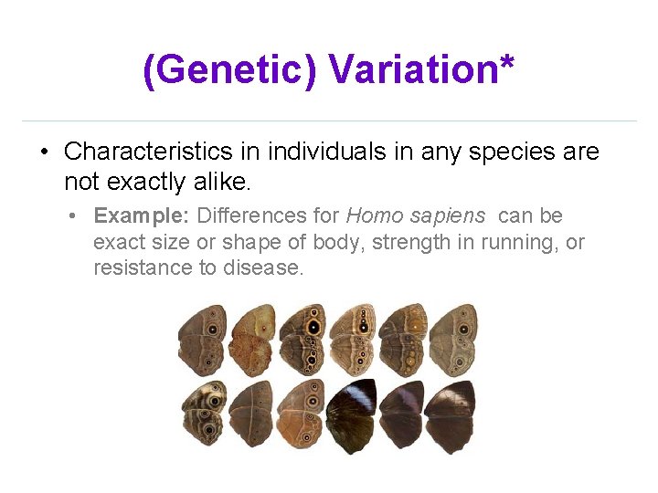 (Genetic) Variation* • Characteristics in individuals in any species are not exactly alike. •
