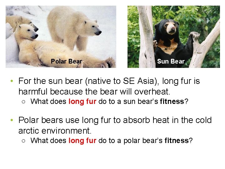 Polar Bear Sun Bear • For the sun bear (native to SE Asia), long