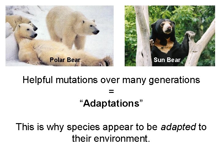 Polar Bear Sun Bear Helpful mutations over many generations = “Adaptations” This is why