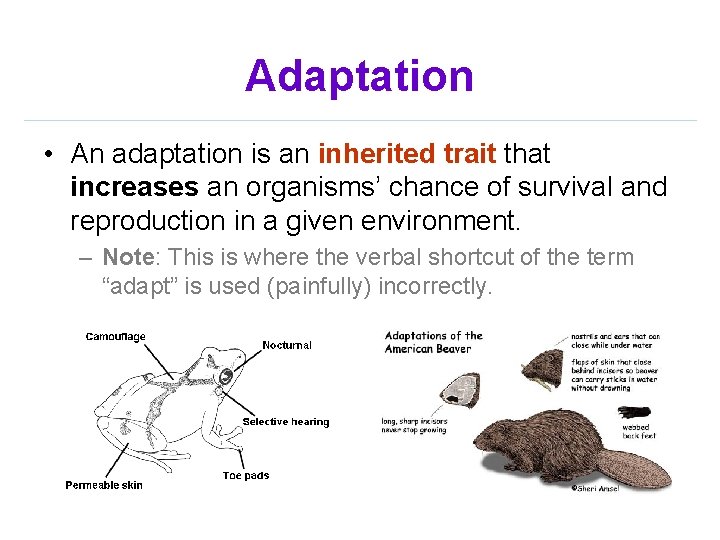 Adaptation • An adaptation is an inherited trait that increases an organisms’ chance of