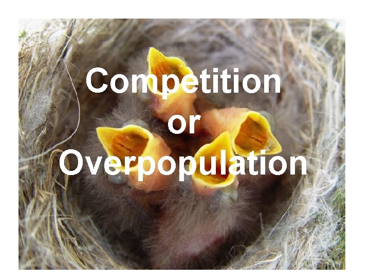 Competition or Overpopulation 