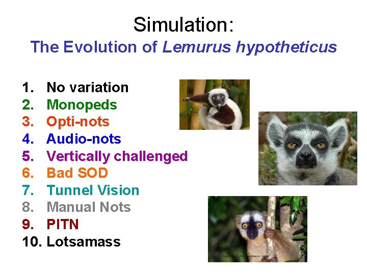Simulation: The Evolution of Lemurus hypotheticus 1. No variation 2. Monopeds 3. Opti-nots 4.