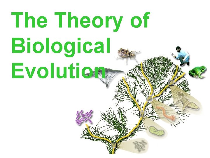 The Theory of Biological Evolution 