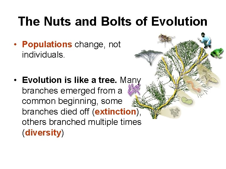 The Nuts and Bolts of Evolution • Populations change, not individuals. • Evolution is