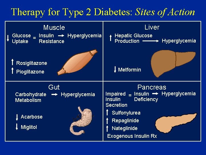Therapy for Type 2 Diabetes: Sites of Action Liver Muscle Glucose = Insulin Hyperglycemia