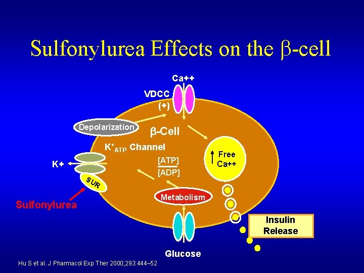 Sulfonylurea Effects on the -cell Ca++ VDCC (+) Depolarization -Cell K+ATP Channel K+ SU