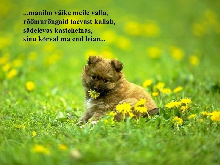 . . . maailm väike meile valla, rõõmurõngaid taevast kallab, sädelevas kasteheinas, sinu kõrval