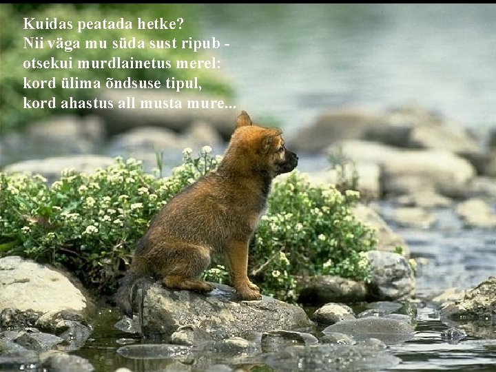 Kuidas peatada hetke? Nii väga mu süda sust ripub otsekui murdlainetus merel: kord ülima