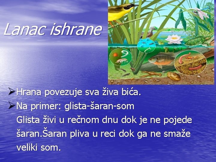 Lanac ishrane ØHrana povezuje sva živa bića. ØNa primer: glista-šaran-som Glista živi u rečnom