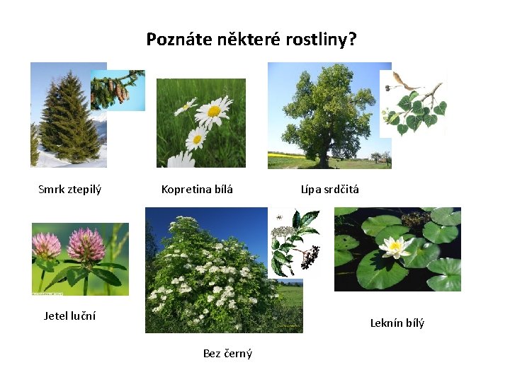 Poznáte některé rostliny? Smrk ztepilý Kopretina bílá Jetel luční Lípa srdčitá Leknín bílý Bez